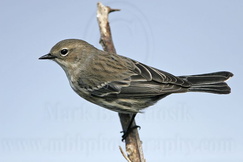 _MG_8256 Yellow-rumped Warbler.jpg