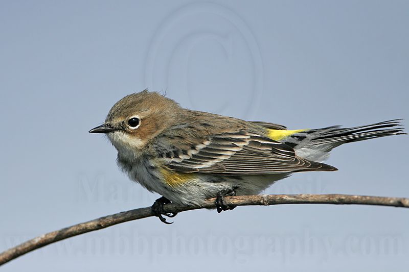 _MG_8365 Yellow-rumped Warbler.jpg