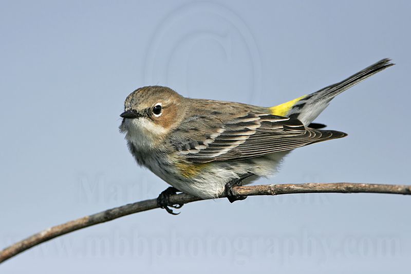 _MG_8378 Yellow-rumped Warbler.jpg