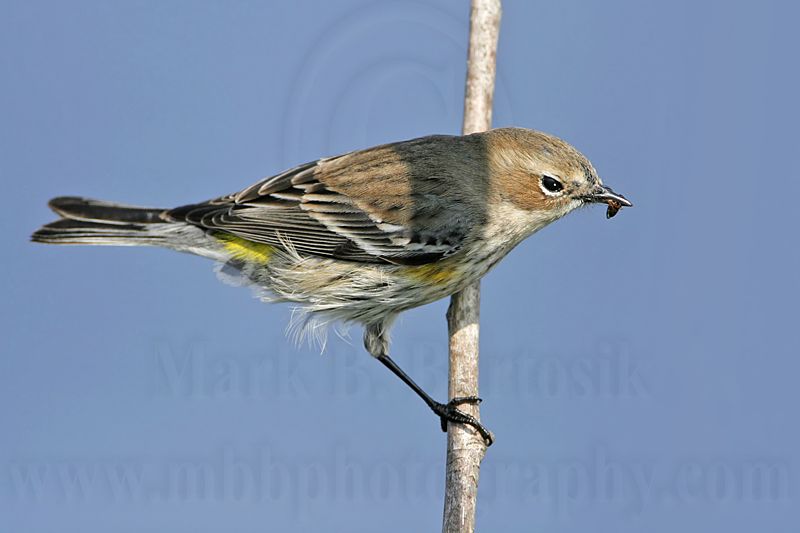 _MG_8429 Yellow-rumped Warbler.jpg