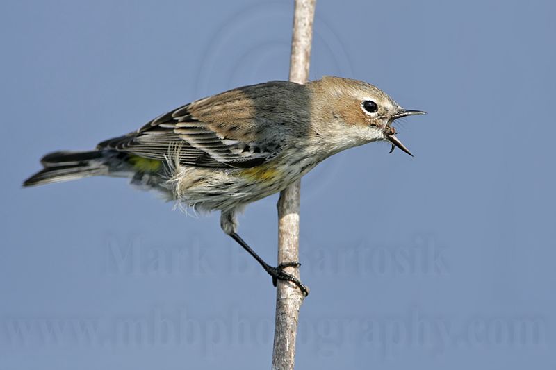 _MG_8433 Yellow-rumped Warbler.jpg