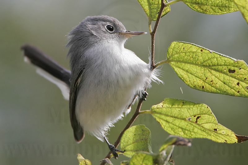_MG_2895 Blue-gray Gnatcatcher.jpg