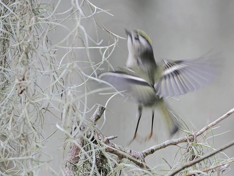_MG_2367 Golden-crowned Kinglet.jpg