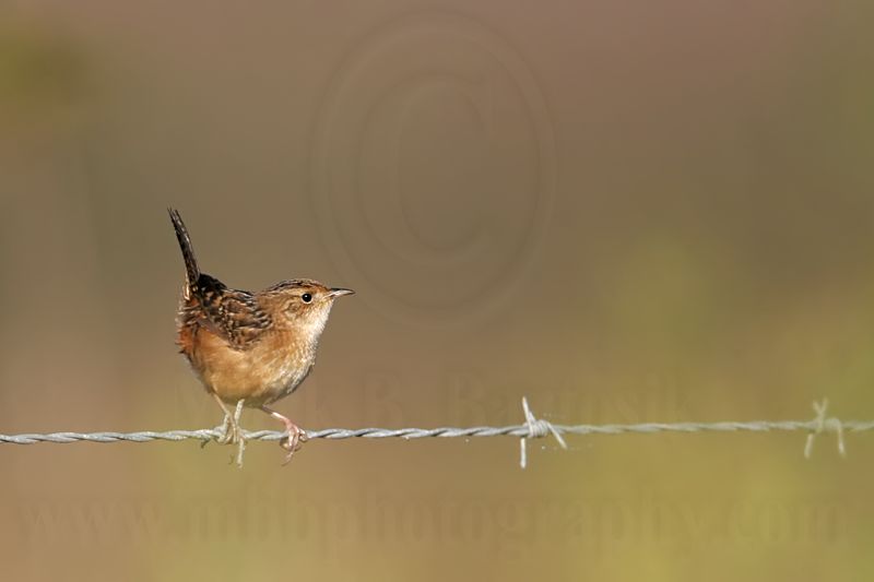 _MG_5283  Sedge Wren.jpg