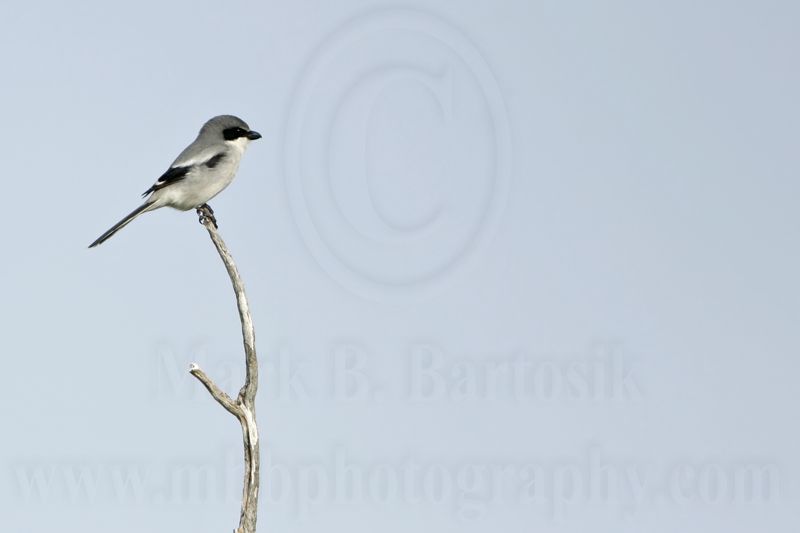 _MG_9301 Loggerhead Shrike.jpg