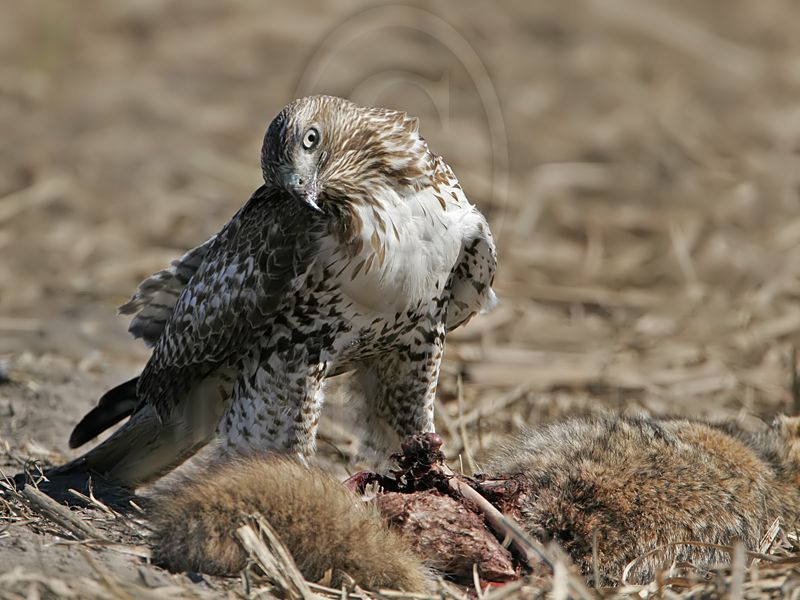 _MG_4413 Red-tailed Hawk.jpg