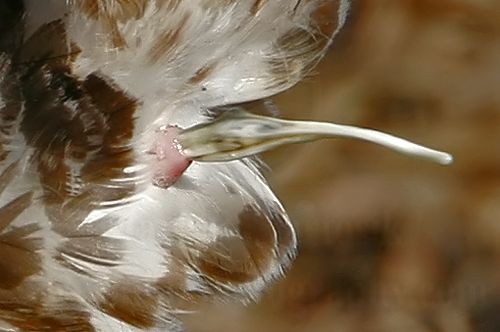 _MG_0851crop White-tailed Hawk.jpg