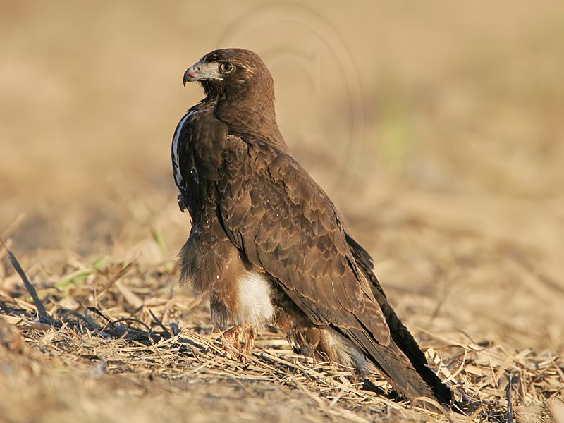 _MG_2314 White-tailed Hawk.jpg