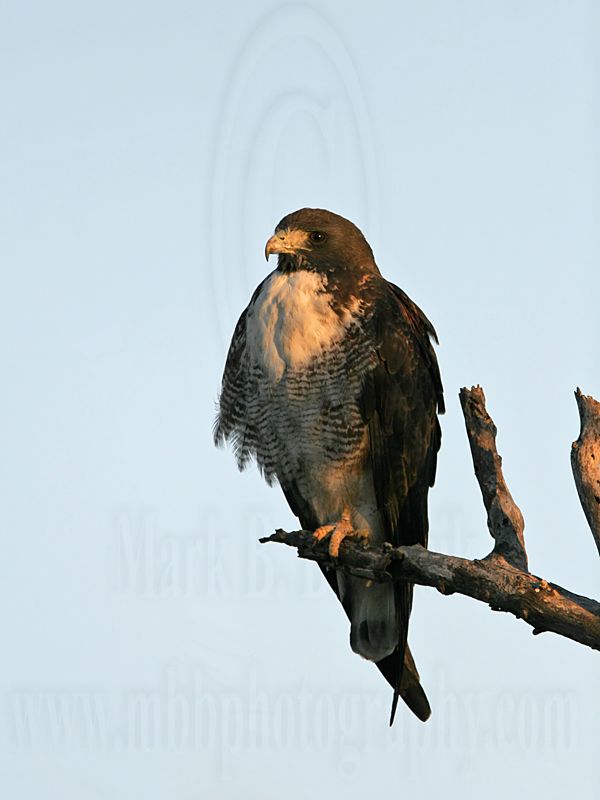 _MG_3292 White-tailed Hawk.jpg