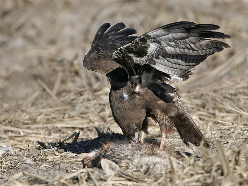 _MG_9122 White-tailed Hawk.jpg