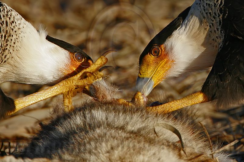 _MG_8107crop Crested Caracara.jpg