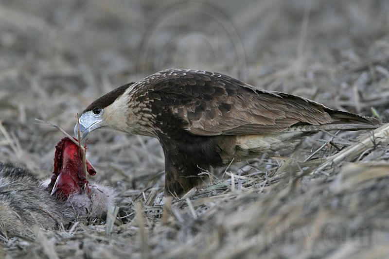 _MG_2784 Crested Caracara.jpg