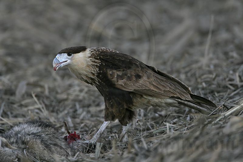 _MG_2835 Crested Caracara.jpg