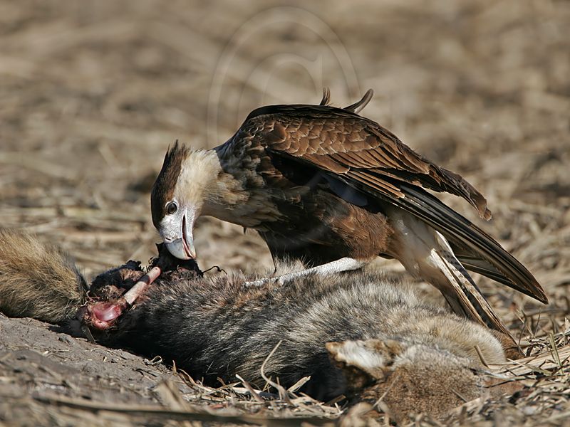 _MG_6498 Crested Caracara.jpg