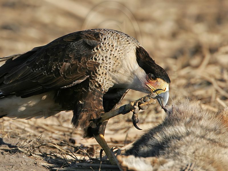 _MG_7193 Crested Caracara.jpg