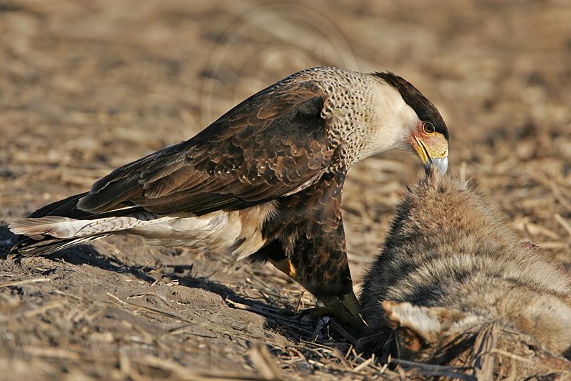 _MG_7314 Crested Caracara.jpg