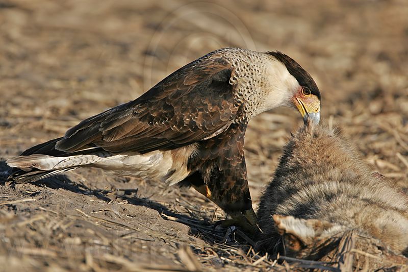 _MG_7314 Crested Caracara.jpg