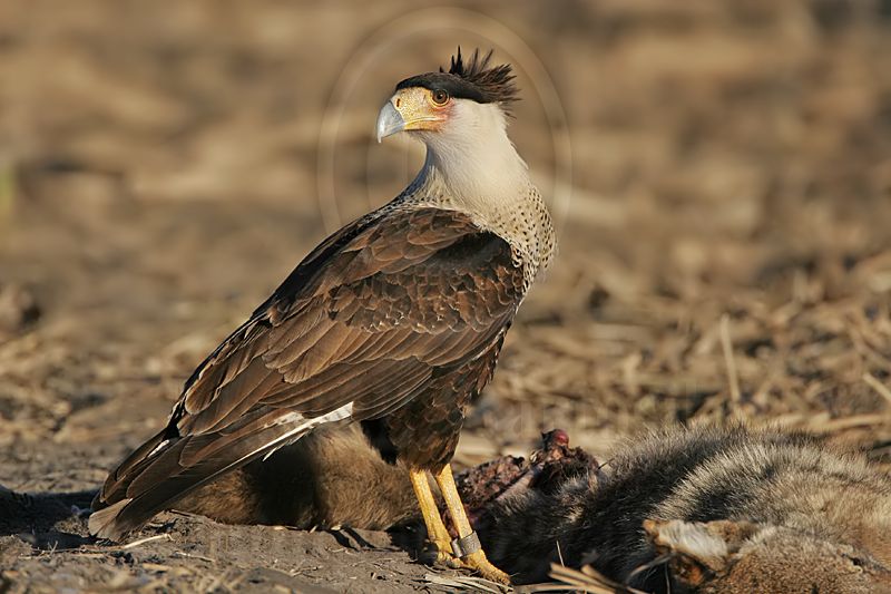 _MG_7601 Crested Caracara.jpg