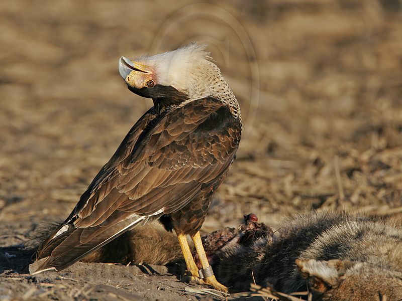 _MG_7611 Crested Caracara.jpg