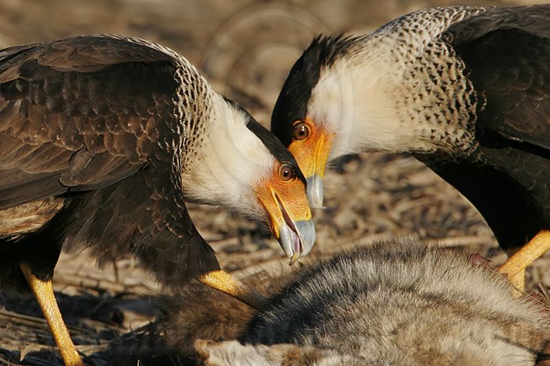 _MG_7911 Crested Caracara.jpg