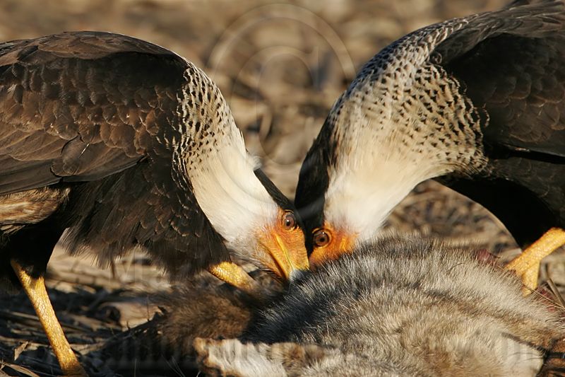 _MG_7912 Crested Caracara.jpg