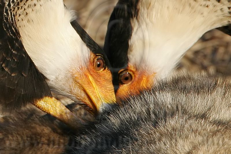 _MG_7912crop Crested Caracara.jpg