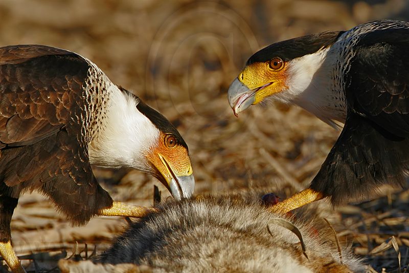 _MG_8108 Crested Caracara.jpg