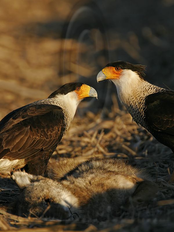 _MG_8562 Crested Caracara.jpg