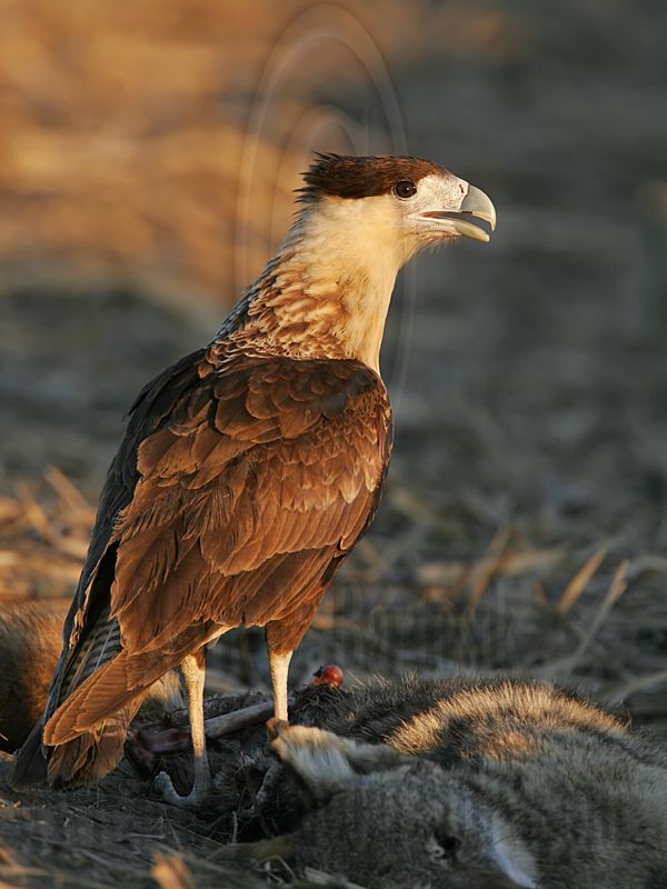 _MG_8958 Crested Caracara.jpg