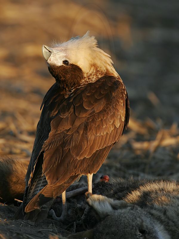 _MG_8963 Crested Caracara.jpg