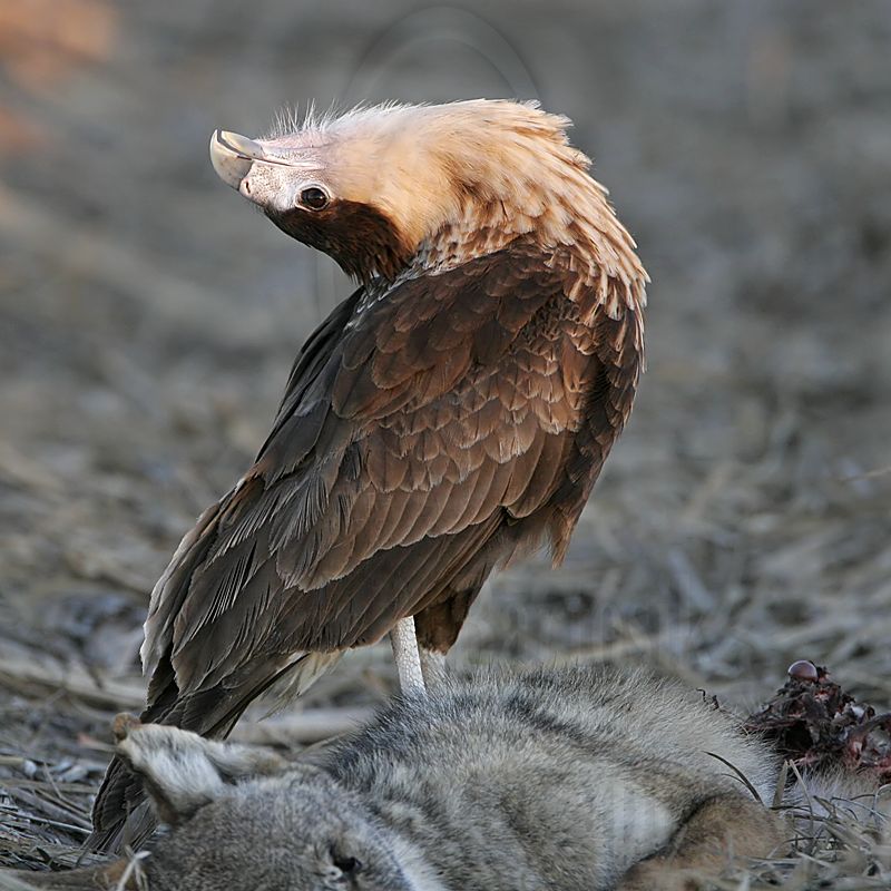 _MG_9141 Crested Caracara.jpg