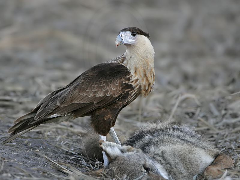 _MG_9335 Crested Caracara.jpg