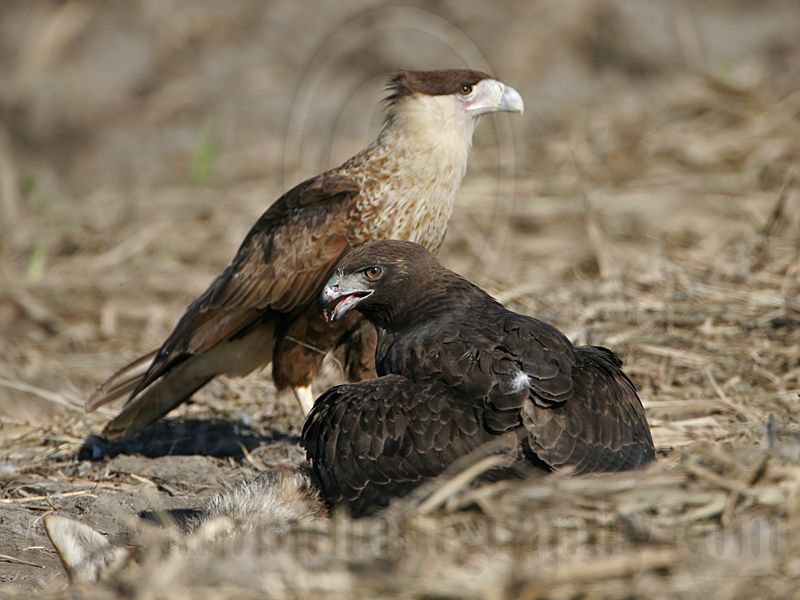 _MG_9594 Crested Caracara & White-tailed Hawk.jpg