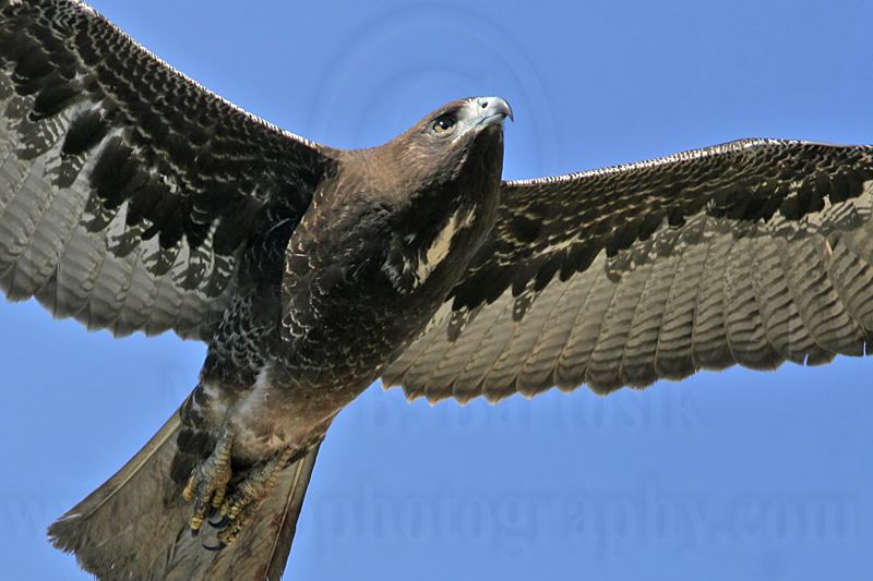 _MG_4558 White-tailed Hawk.jpg