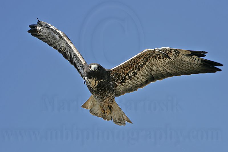 _MG_8758 White-tailed Hawk.jpg