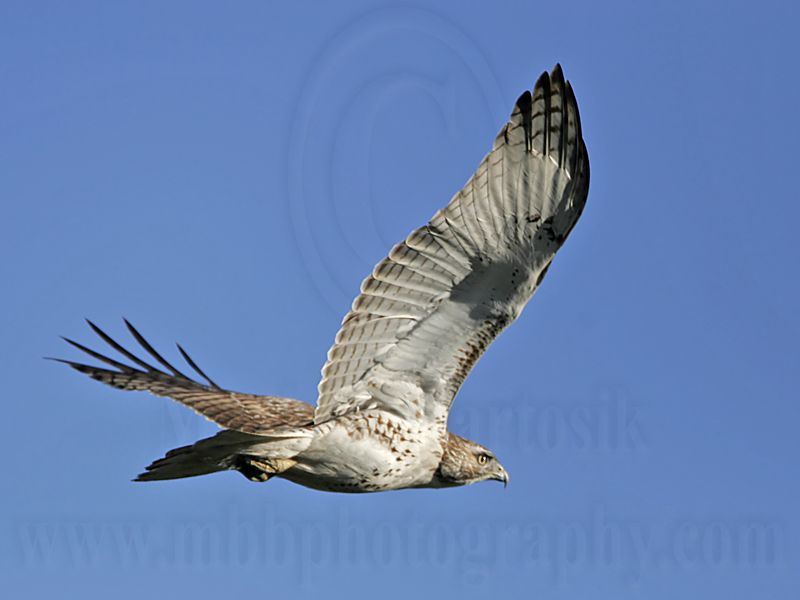_MG_3577 Red-tailed Hawk.jpg