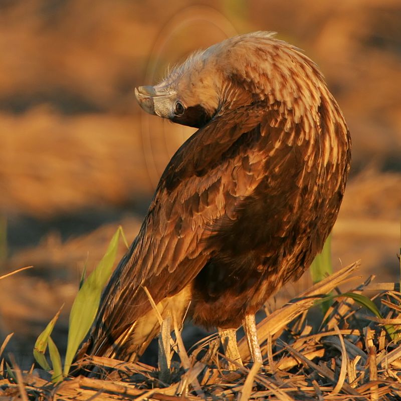 _MG_2586 Crested Caracara.jpg
