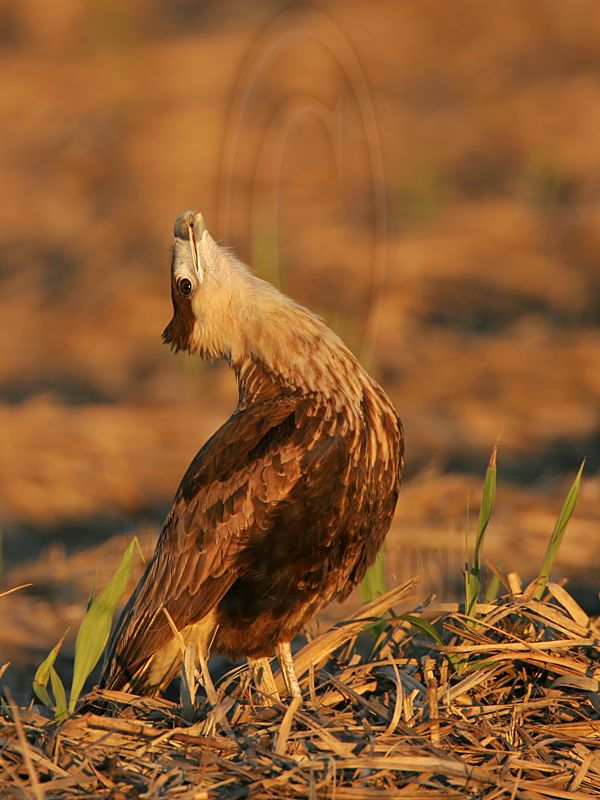 _MG_2588 Crested Caracara.jpg