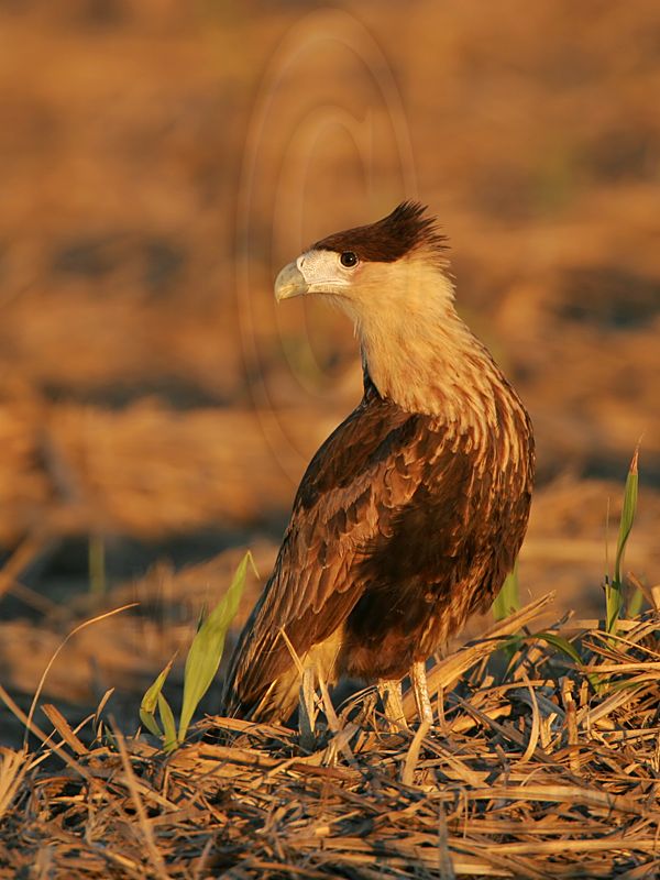_MG_2591 Crested Caracara.jpg
