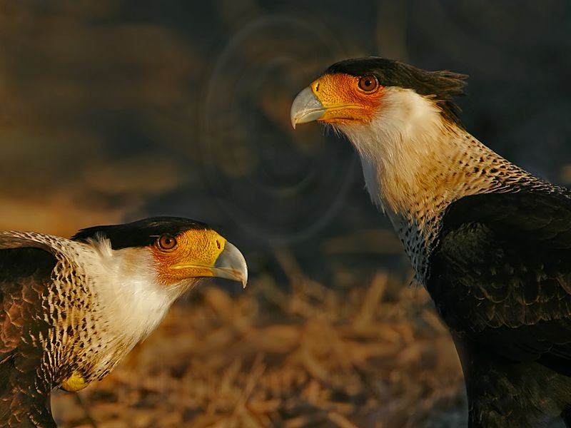 _MG_8523 Crested Caracara.jpg