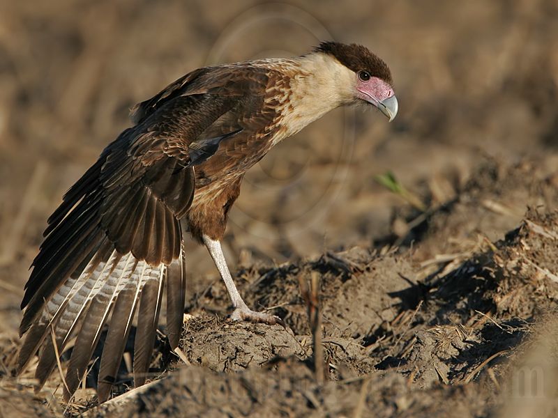 _MG_7567 Crested Caracara.jpg