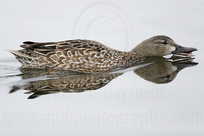 _MG_0076 Blue-winged Teal.jpg