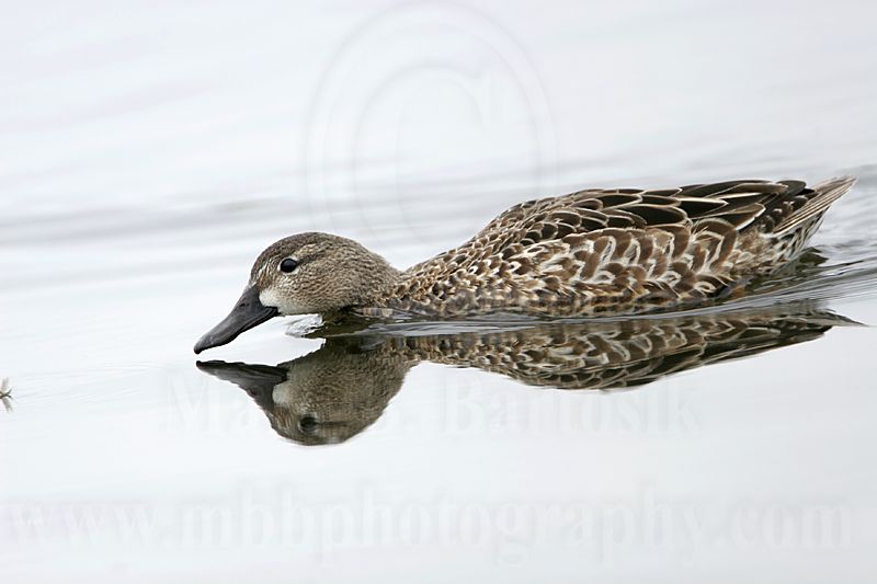 _MG_0121 Blue-winged Teal.jpg