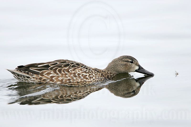 _MG_0130 Blue-winged Teal.jpg