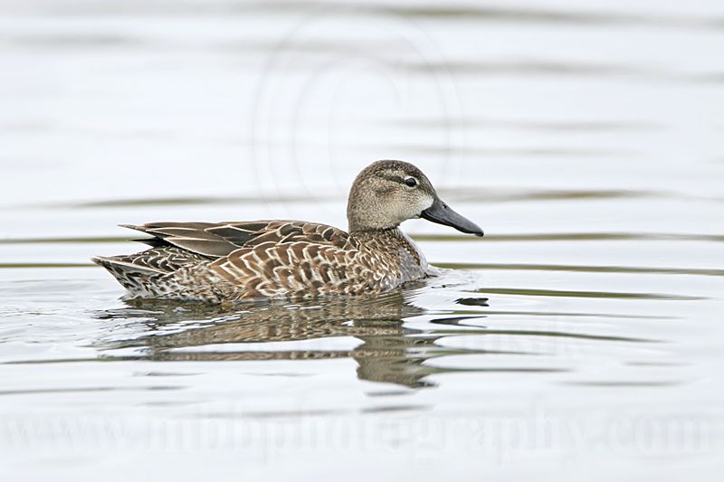 _MG_0135 Blue-winged Teal.jpg