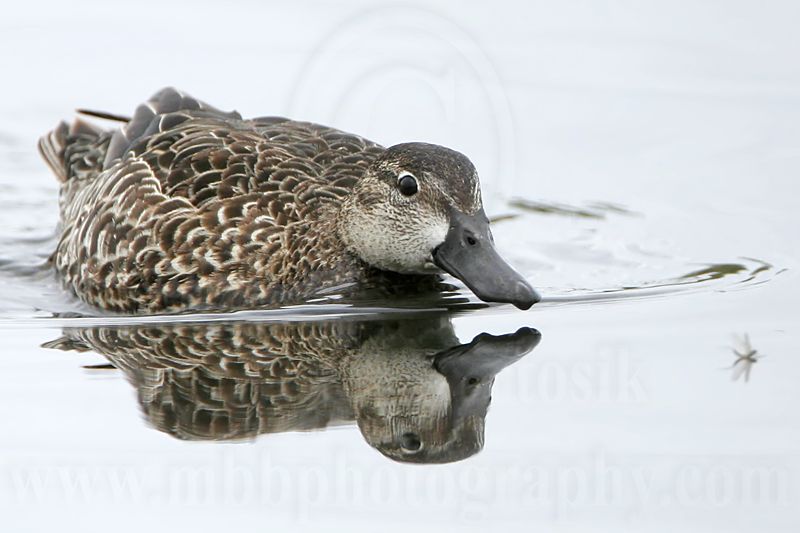_MG_0143 Blue-winged Teal.jpg