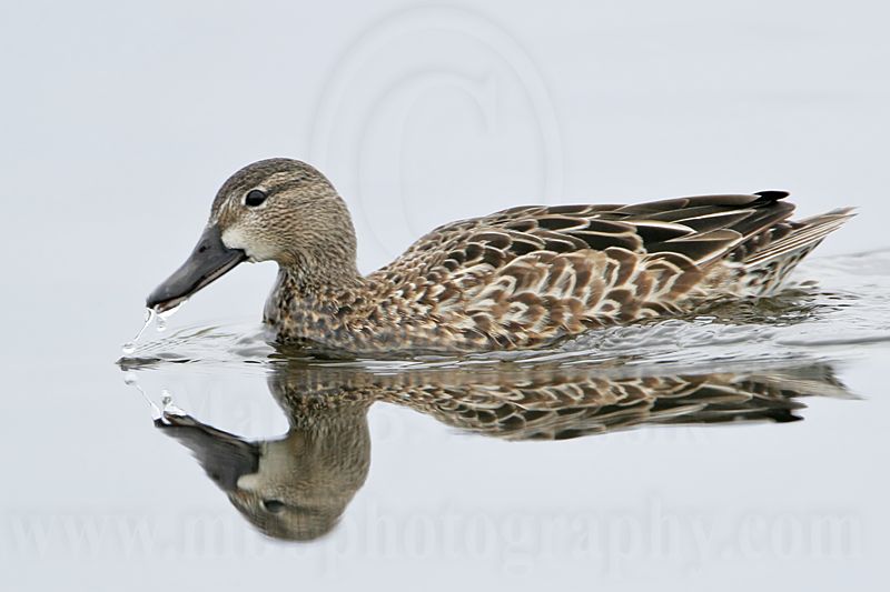 _MG_0267 Blue-winged Teal.jpg