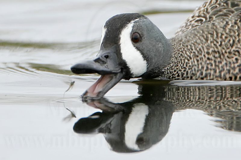 _MG_0302crop Blue-winged Teal.jpg