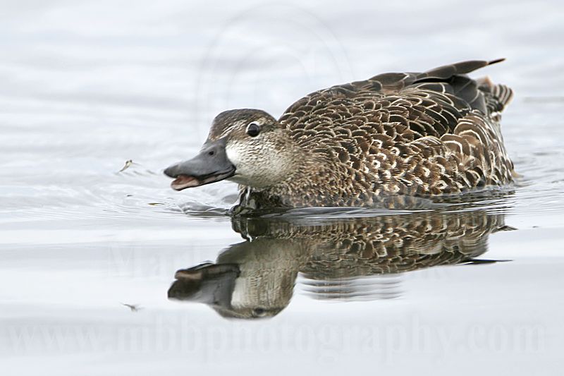 _MG_0384 Blue-winged Teal.jpg