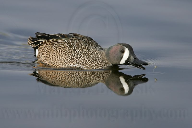 _MG_0529 Blue-winged Teal.jpg
